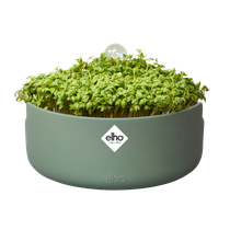 magic microgreens laubgrün